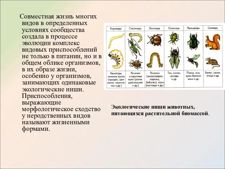 Совместная жизнь многих видов в определенных условиях сообщества создала в процессе