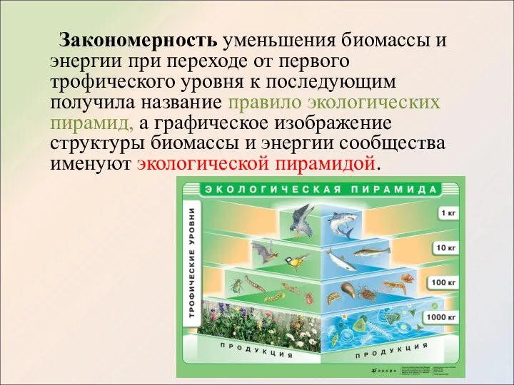 Закономерность уменьшения биомассы и энергии при переходе от первого трофического уровня