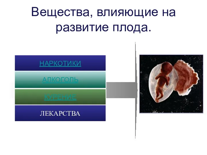 Вещества, влияющие на развитие плода. КУРЕНИЕ НАРКОТИКИ АЛКОГОЛЬ ЛЕКАРСТВА