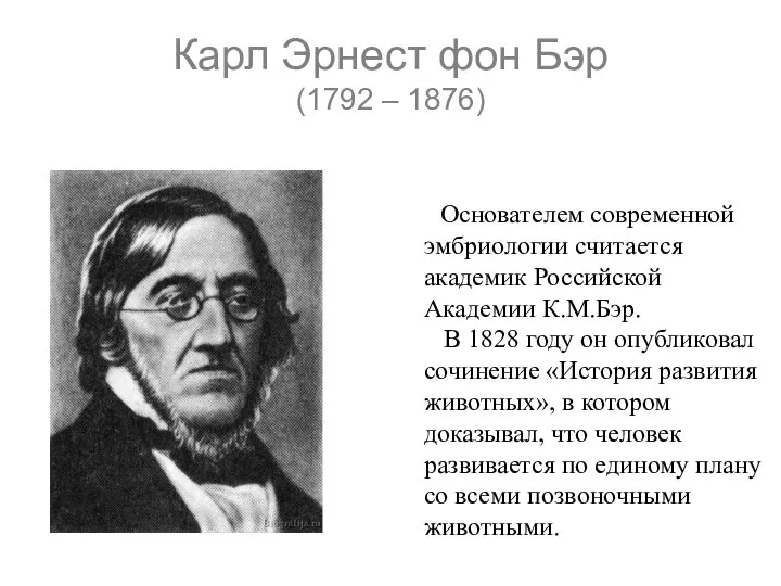 Карл Эрнест фон Бэр (1792 – 1876) Основателем современной эмбриологии считается