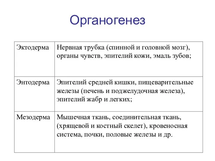 Органогенез