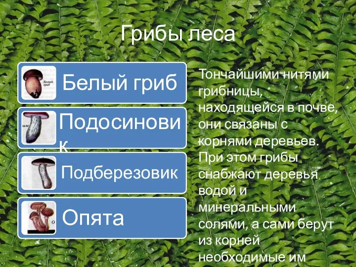 Грибы леса Тончайшими нитями грибницы, находящейся в почве, они связаны с