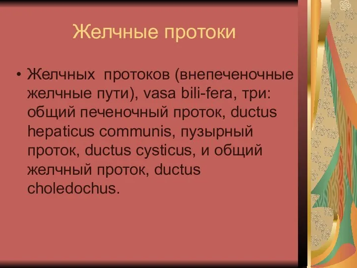 Желчные протоки Желчных протоков (внепеченочные желчные пути), vasa bili-fera, три: общий