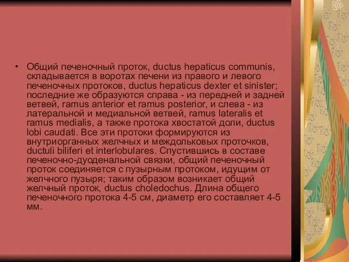 Общий печеночный проток, ductus hepaticus communis, складывается в воротах печени из