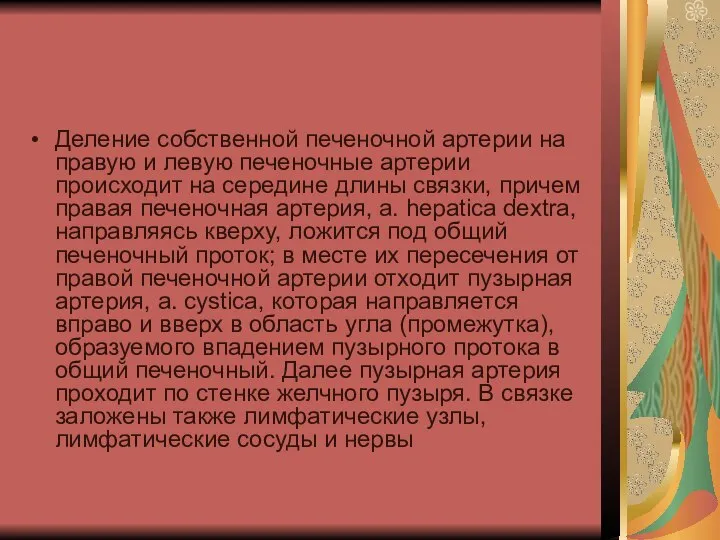 Деление собственной печеночной артерии на правую и левую печеночные артерии происходит