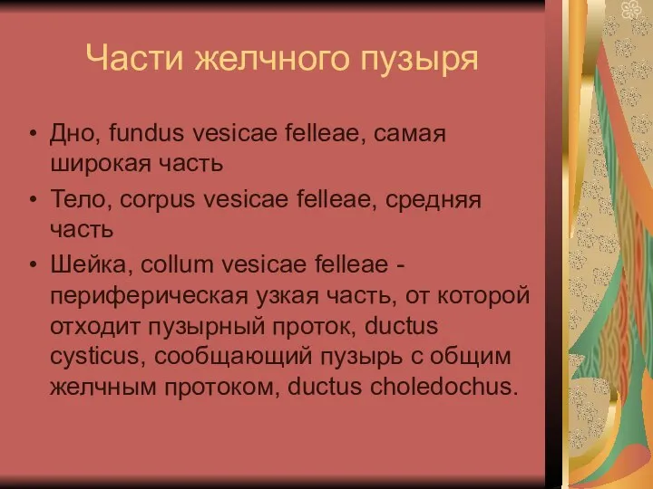 Части желчного пузыря Дно, fundus vesicae felleae, самая широкая часть Тело,