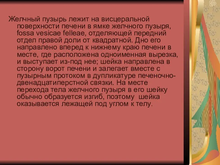 Желчный пузырь лежит на висцеральной поверхности печени в ямке желчного пузыря,