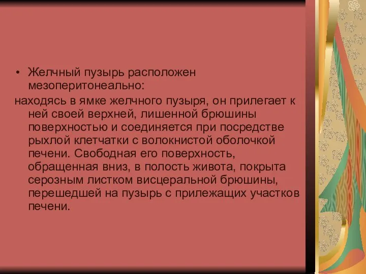 Желчный пузырь расположен мезоперитонеально: находясь в ямке желчного пузыря, он прилегает