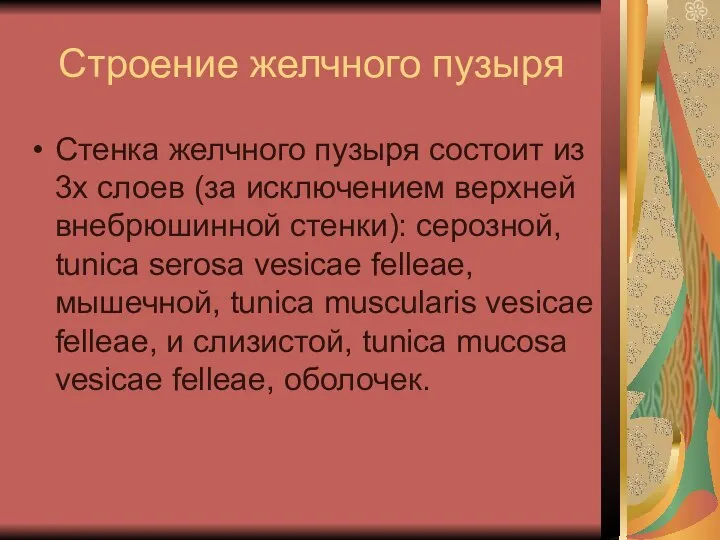 Строение желчного пузыря Стенка желчного пузыря состоит из 3х слоев (за