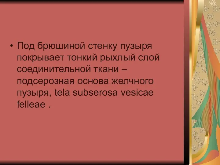 Под брюшиной стенку пузыря покрывает тонкий рыхлый слой соединительной ткани –