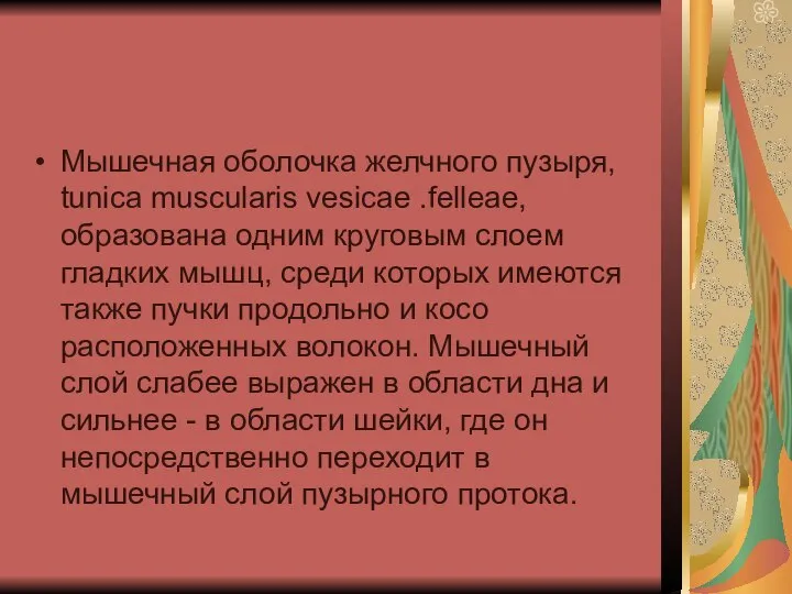 Мышечная оболочка желчного пузыря, tunica muscularis vesicae .felleae, образована одним круговым