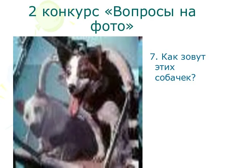 2 конкурс «Вопросы на фото» 7. Как зовут этих собачек?