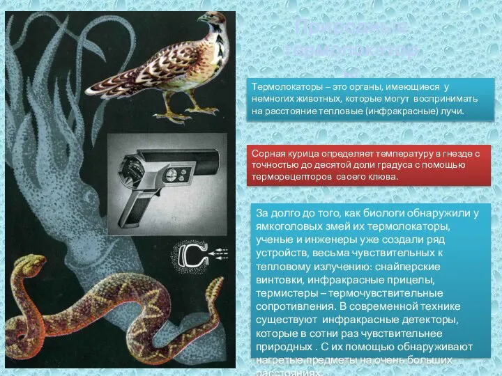 Природные термолокаторы Термолокаторы – это органы, имеющиеся у немногих животных, которые