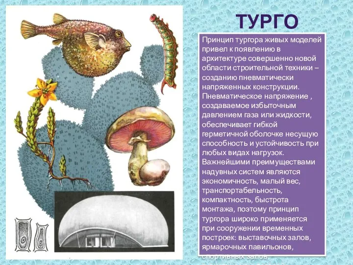 тургор Принцип тургора живых моделей привел к появлению в архитектуре совершенно