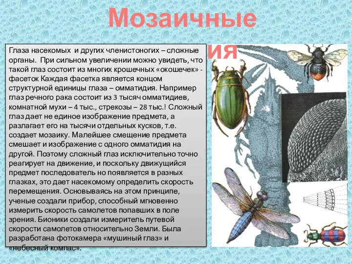 Мозаичные видения Глаза насекомых и других членистоногих – сложные органы. При