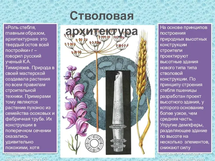 Стволовая архитектура «Роль стебля, главным образом, архитектурная: это твердый остов всей