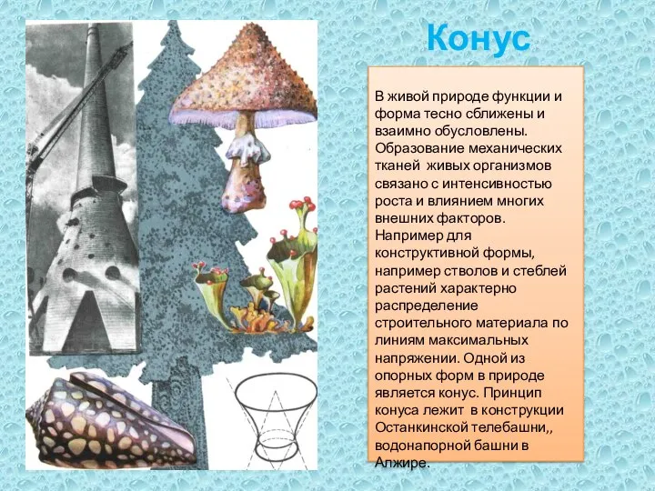 Конус В живой природе функции и форма тесно сближены и взаимно