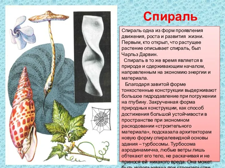 Спираль Спираль одна из форм проявления движения, роста и развития жизни.