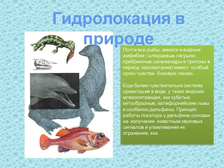Гидролокация в природе Почти все рыбы, миноги и водные амфибии (