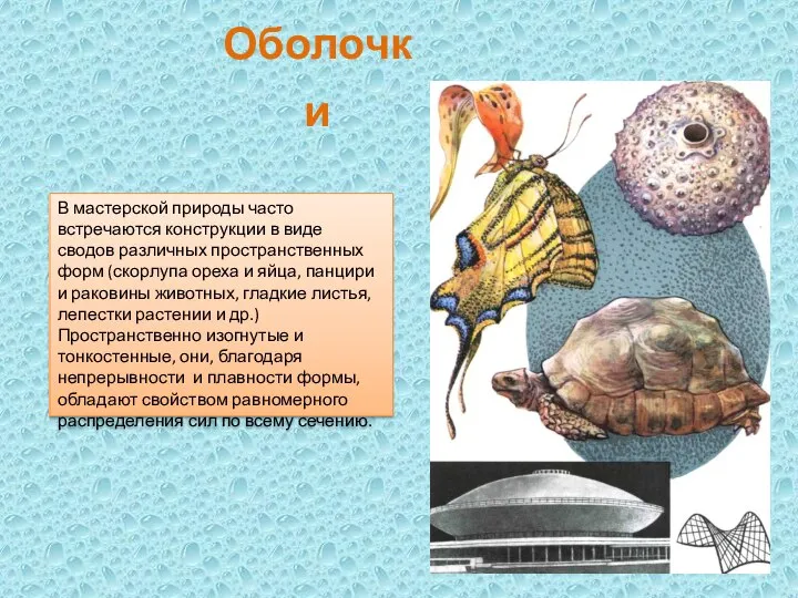 Оболочки В мастерской природы часто встречаются конструкции в виде сводов различных