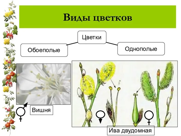 Виды цветков Однополые Ива двудомная Вишня