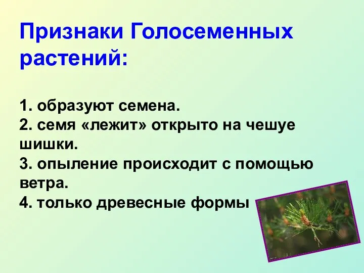 Признаки Голосеменных растений: 1. образуют семена. 2. семя «лежит» открыто на