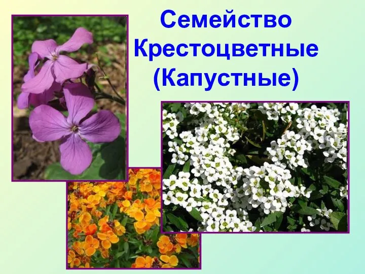 Семейство Крестоцветные (Капустные)