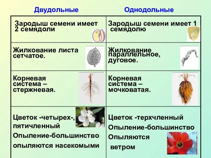 Двудольные Однодольные