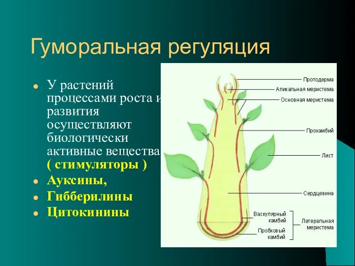 Гуморальная регуляция У растений процессами роста и развития осуществляют биологически активные