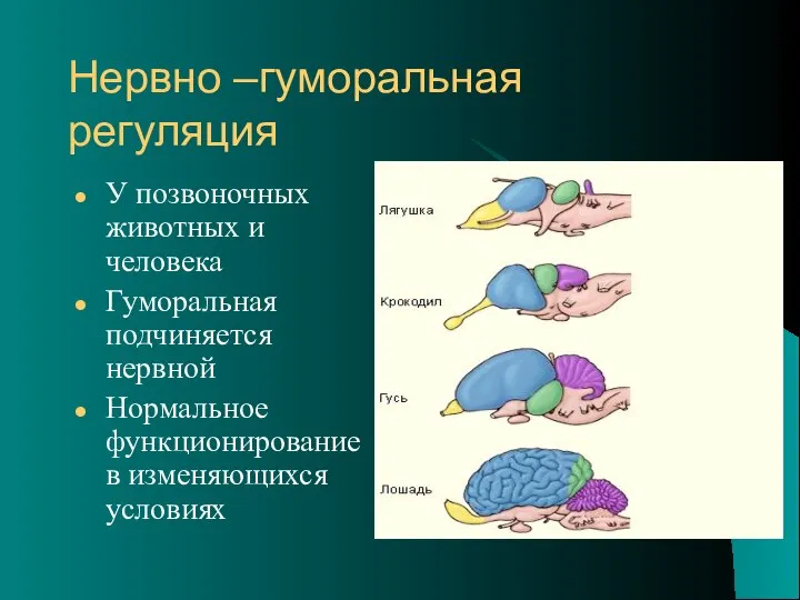 Нервно –гуморальная регуляция У позвоночных животных и человека Гуморальная подчиняется нервной Нормальное функционирование в изменяющихся условиях