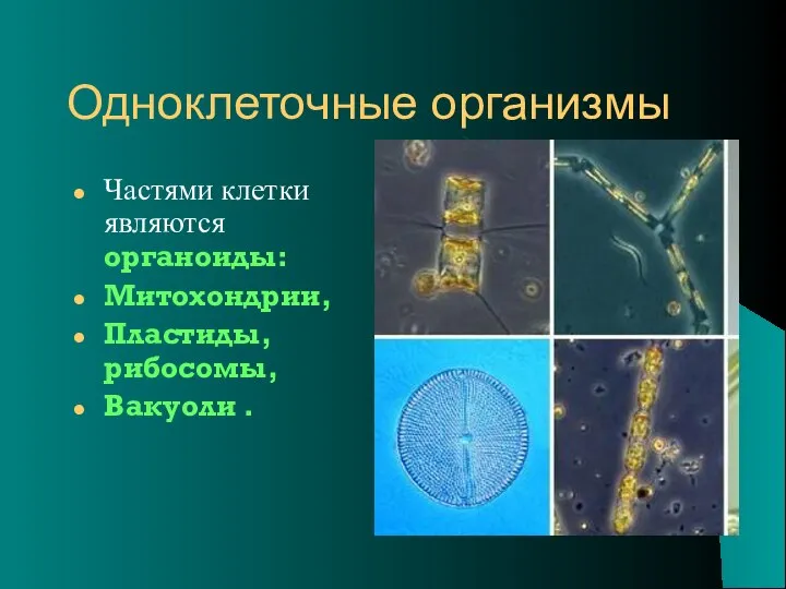 Одноклеточные организмы Частями клетки являются органоиды: Митохондрии, Пластиды, рибосомы, Вакуоли .