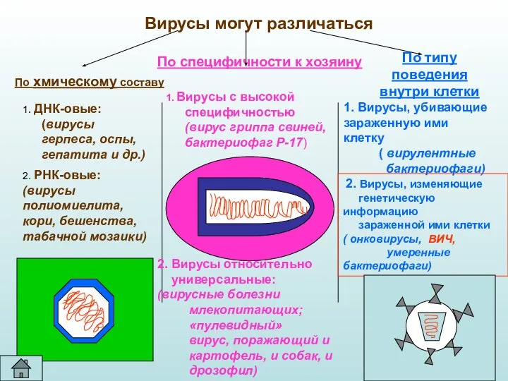 Вирусы могут различаться По специфичности к хозяину 1. Вирусы с высокой