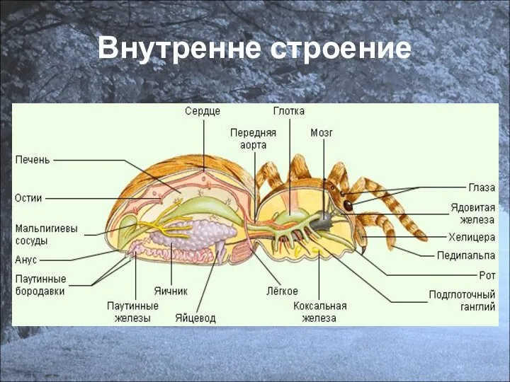 Внутренне строение