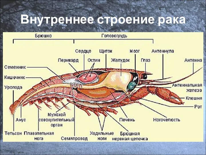 Внутреннее строение рака