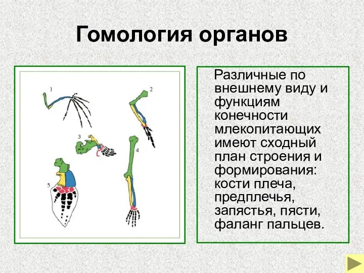 Гомология органов Различные по внешнему виду и функциям конечности млекопитающих имеют