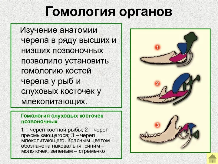 Гомология органов Гомология слуховых косточек позвоночных 1 – череп костной рыбы;