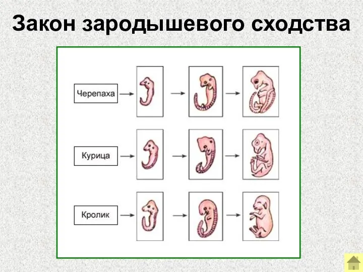 Закон зародышевого сходства