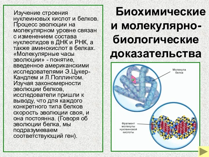 Биохимические и молекулярно-биологические доказательства Изучение строения нуклеиновых кислот и белков. Процесс