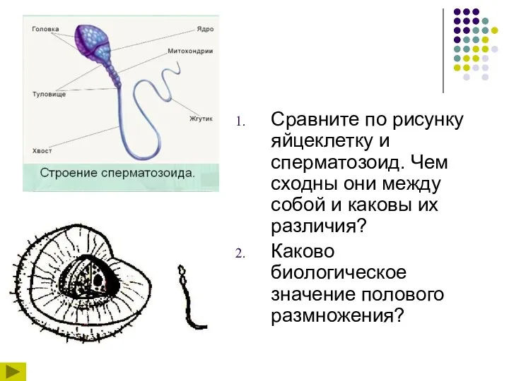 Сравните по рисунку яйцеклетку и сперматозоид. Чем сходны они между собой