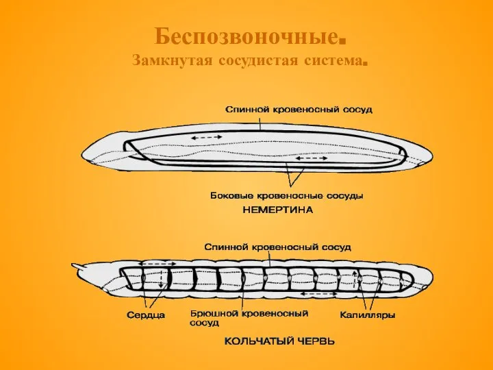 Беспозвоночные. Замкнутая сосудистая система.