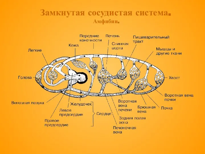 Замкнутая сосудистая система. Амфибии.