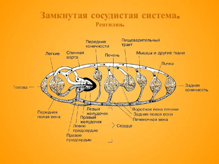 Замкнутая сосудистая система. Рептилии.