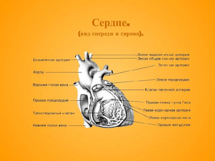 Сердце. (вид спереди и справа).