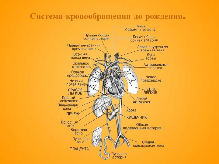 Система кровообращения до рождения.