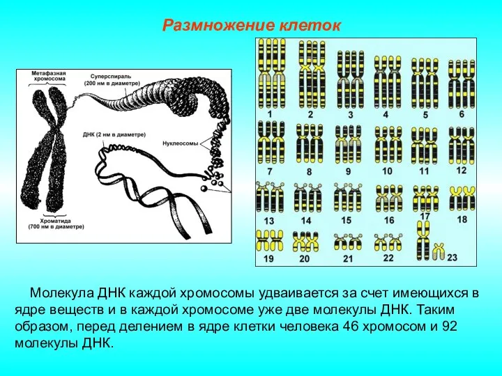 Размножение клеток Молекула ДНК каждой хромосомы удваивается за счет имеющихся в