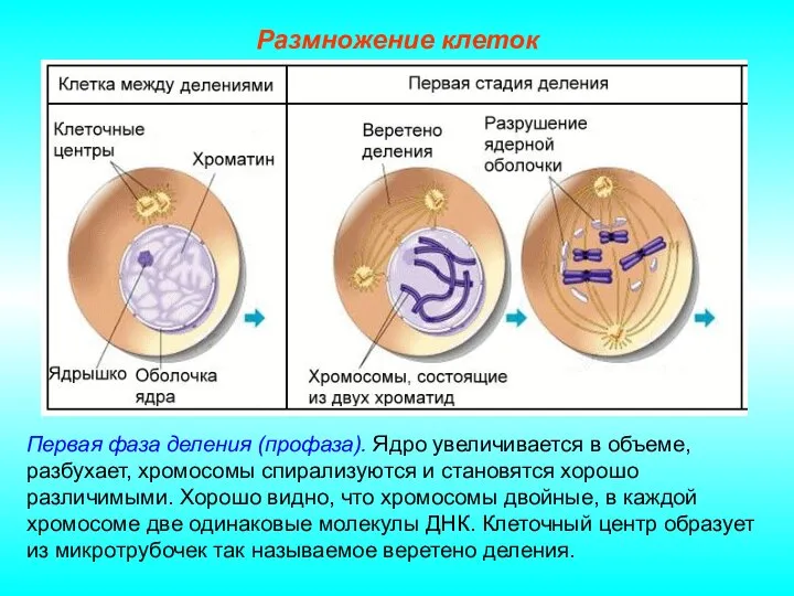 Размножение клеток Первая фаза деления (профаза). Ядро увеличивается в объеме, разбухает,