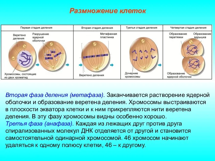 Размножение клеток Вторая фаза деления (метафаза). Заканчивается растворение ядерной оболочки и