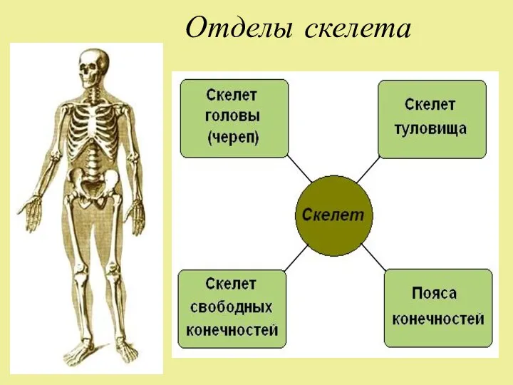 Отделы скелета