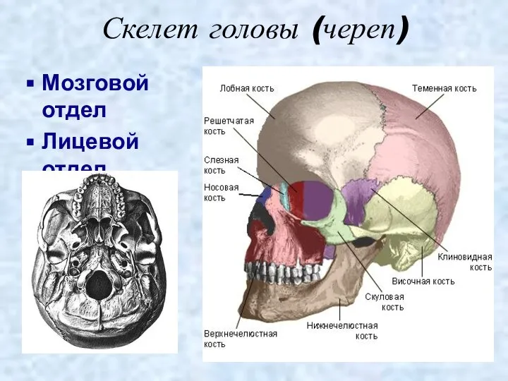 Скелет головы (череп) Мозговой отдел Лицевой отдел