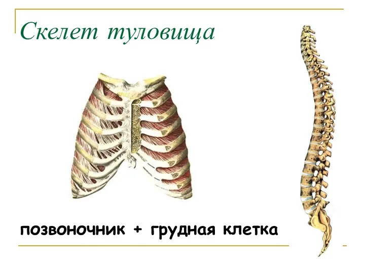 Скелет туловища позвоночник + грудная клетка